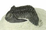 Bargain, Hollardops Trilobite Fossil - Ofaten, Morocco #287469-3